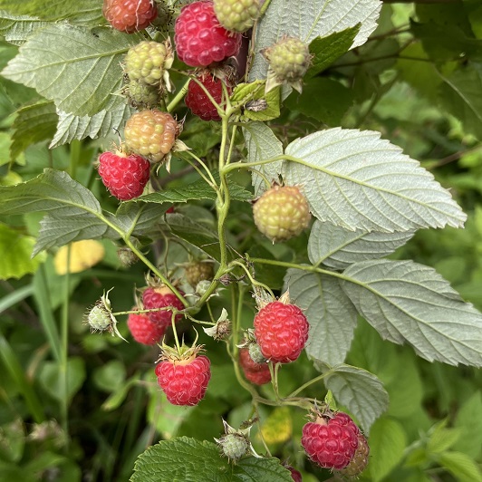 metsämarjat-lähiruoka-satakunta-retkeileville-marjastaville