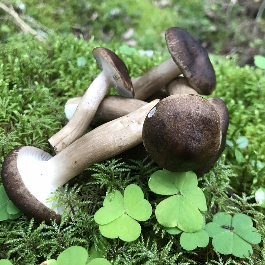 metsäsienet-lähiruoka-satakunta-retkeileville