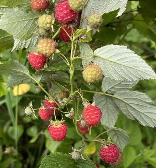 metsämarjat-lähiruoka-satakunta-retkeileville-marjastaville