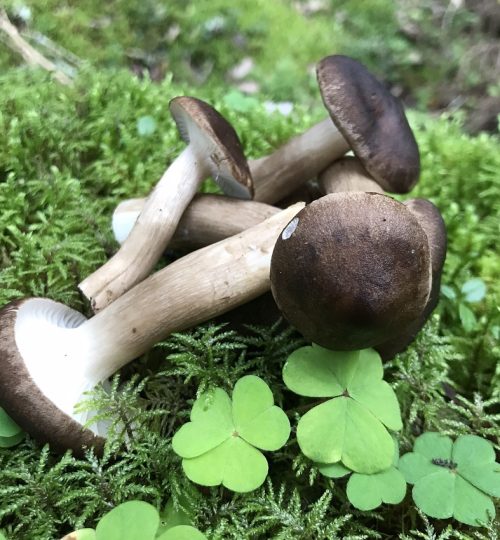 metsäsienet-lähiruoka-satakunta-retkeileville